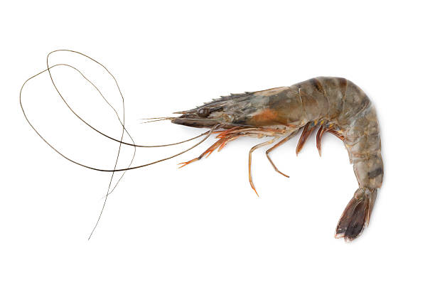 istock Whole single fresh black tiger shrimp 135897732