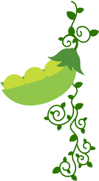 zweig mit erbsenschote und blättern - green pea pea pod vegetable cute stock-grafiken, -clipart, -cartoons und -symbole