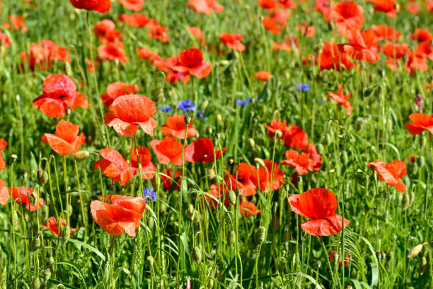 istock Wide green field with red poppy. 1358977944