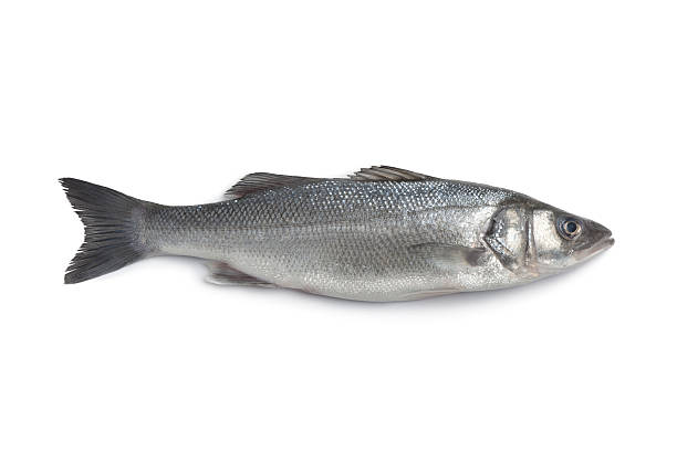 istock Whole single fresh sea bass 135897906