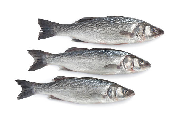 istock Fresh whole sea basses 135897973