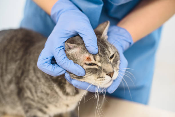 il medico veterinario sta esaminando la malattia della pelle di un gatto - kitten color image cute feline foto e immagini stock