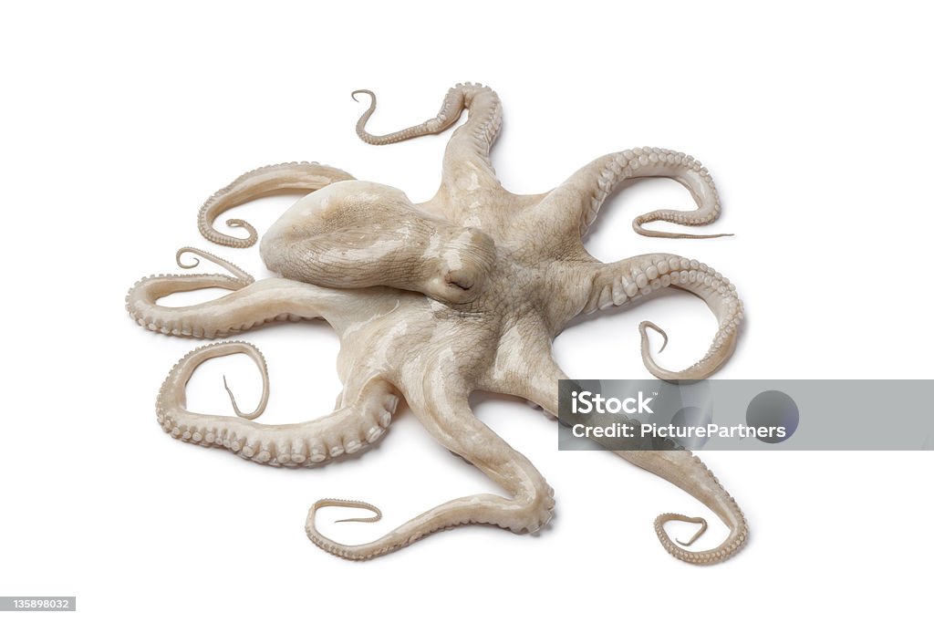 Gesamte einem frischen rohen Krake - Lizenzfrei Krake - Cephalopode Stock-Foto