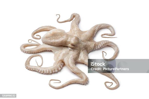 Gesamte Einem Frischen Rohen Krake Stockfoto und mehr Bilder von Krake - Cephalopode - Krake - Cephalopode, Weißer Hintergrund, Einzelner Gegenstand