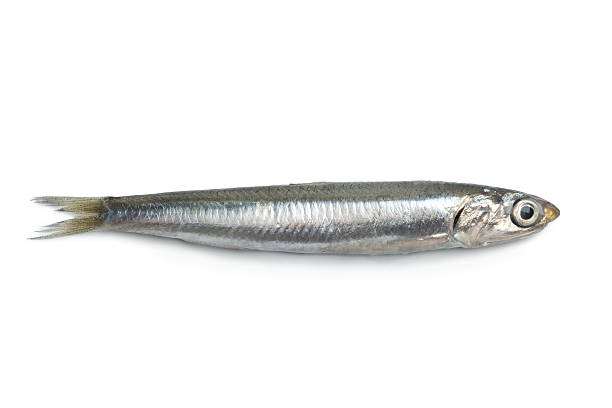 istock Whole single fresh raw European anchovy 135898039