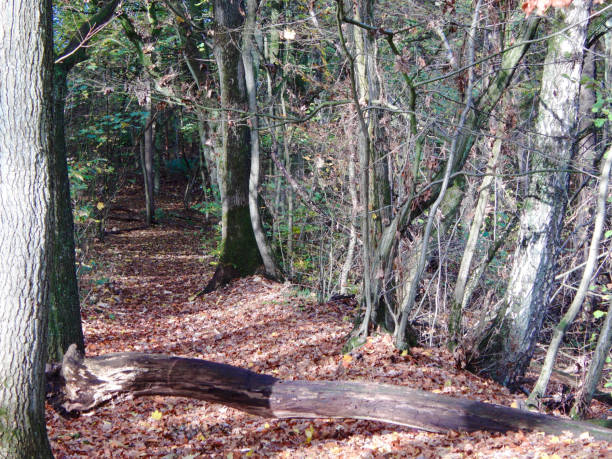 istock dead wood in the forest 1358980477