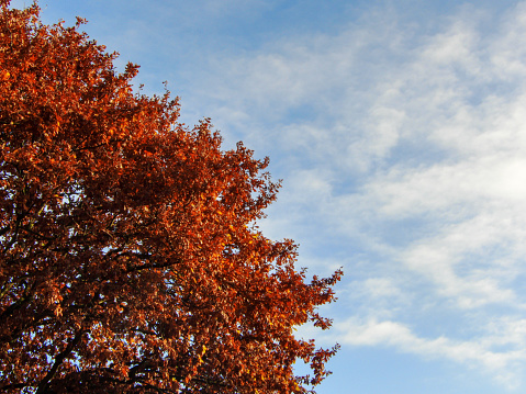 Autumn tree shines reddish-brownish in the sun