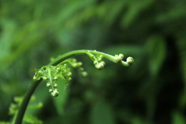 istock Single baby fern leaf on green blur background. 1358980565
