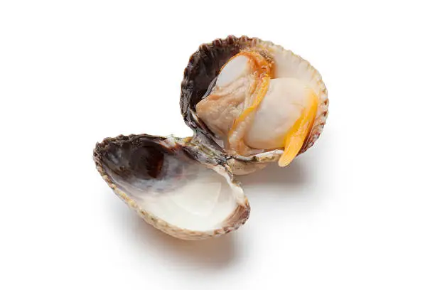 Whole single fresh cooked cockle on white background
