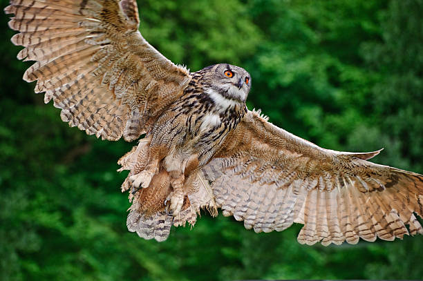 istock Stunning European eagle owl in flight 135898071