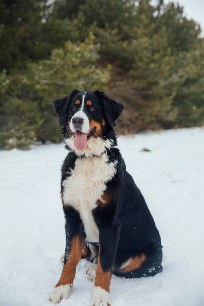 istock Snowy Dog Portrait 1358981013