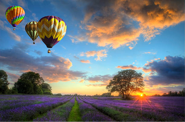 Three hot air balloons over lavender landscape Beautiful image of stunning sunset with atmospheric clouds and sky over vibrant ripe lavender fields in English countryside landscape with hot air balloons flying high lavender plant photos stock pictures, royalty-free photos & images