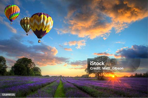 Three Hot Air Balloons Over Lavender Landscape Stock Photo - Download Image Now - Hot Air Balloon, Sky, Awe