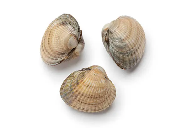 Raw fresh Cockles on white background