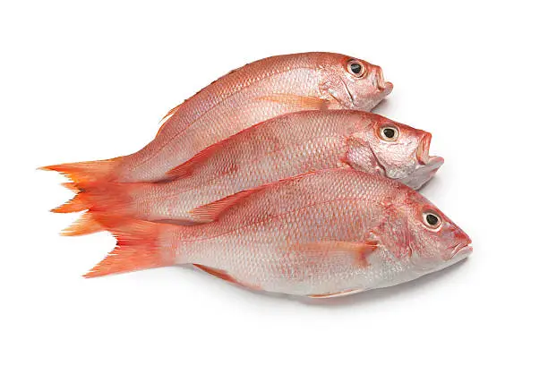 Fresh red snappers on white background