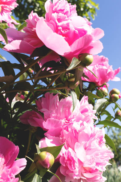 istock A bush with blooming pink peonies. Summer flowers. 1358982140