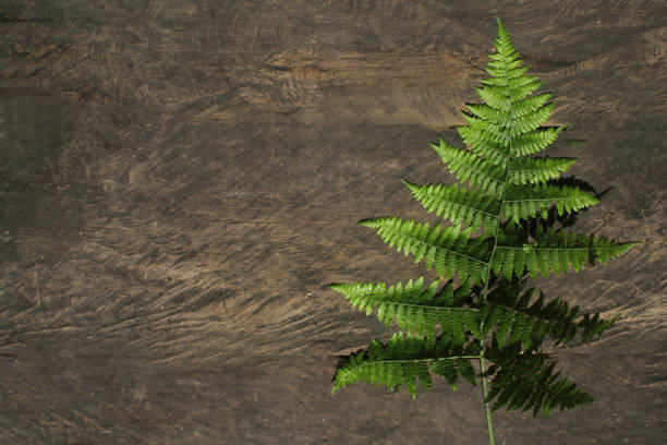 Green fern leaf on rustic wooden background. Background for card with copy space for personal message or quote design.