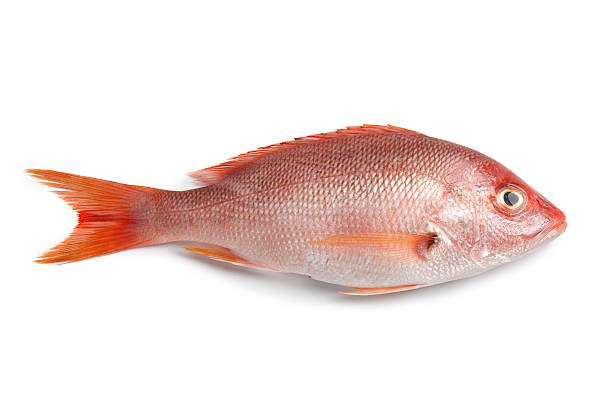 целом свежий красный луциан - рыба стоковые фото и изображения