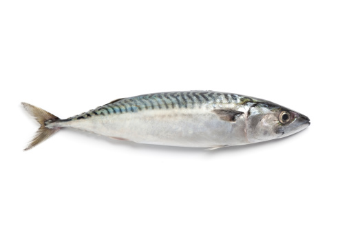 Whole single fresh mackerel fish isolated on white background