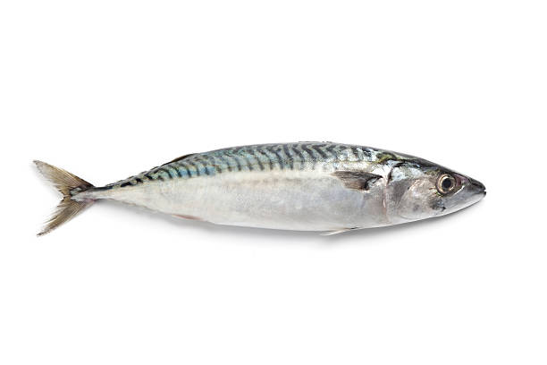 Whole single fresh mackerel stock photo