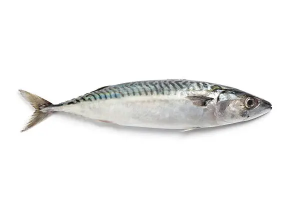 Photo of Whole single fresh mackerel