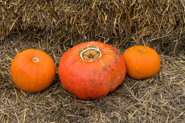 istock Pumpkins in the daylight, on the haystacks. 1358984473