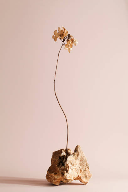 dry flower in stone with deep shadows. natural background. minimal,art,stylish concept. boho and kinfolk design. Selective focus.