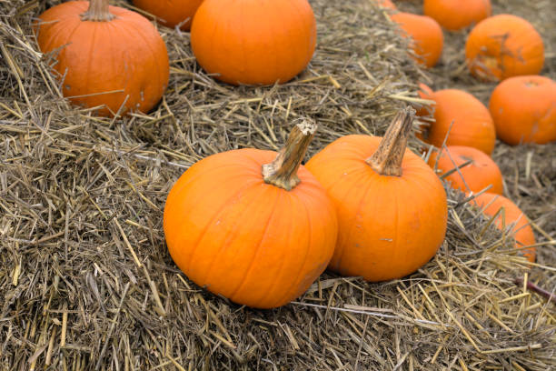 istock Pumpkins in the daylight, on the haystacks. 1358984657