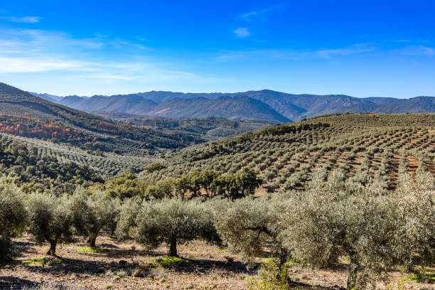 campos de olivos en la provincia de cáceres, extremadura - arboleda fotografías e imágenes de stock