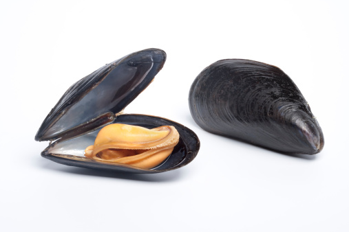 Open and closed mussel on white background