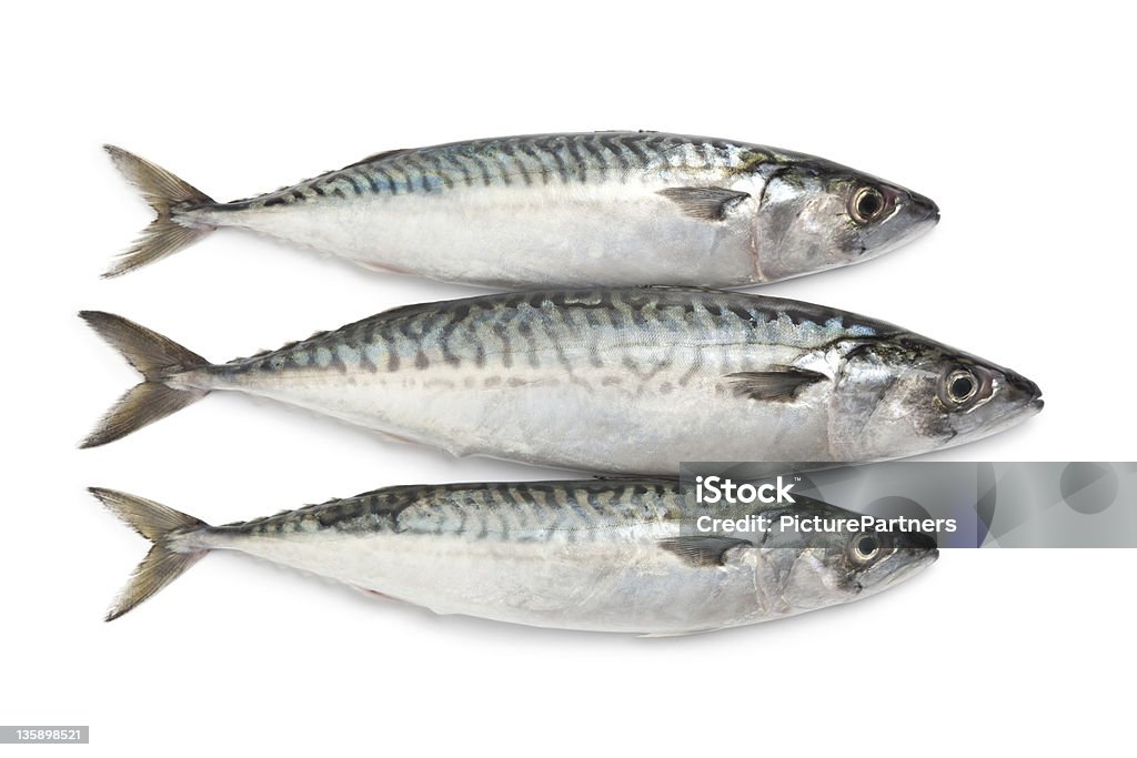 Cavala peixes frescos - Foto de stock de Cavalinha - Peixe de água salgada royalty-free