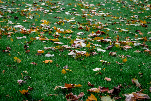 istock Fallen maple leaves are scattered over the bright green young grass 1358985255