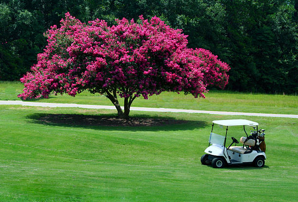 voiturette de golf - golf cart golf bag horizontal outdoors photos et images de collection