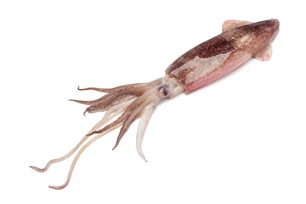 Whole single fresh raw calamari on white background