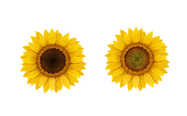 Sunflower realistic flower isolated Sunflower realistic flower isolated, vector illustration. orange sunflower stock illustrations