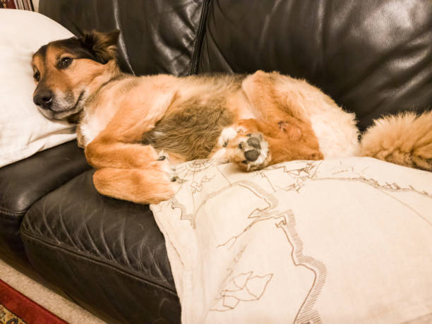 istock Brown dog lying black couch indoors 1358988783