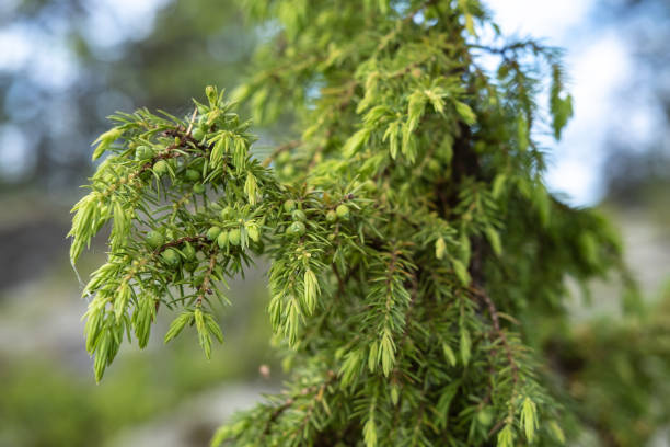 istock Evergreen juniper bush, against a blurred background, on a summer day. 1358988855