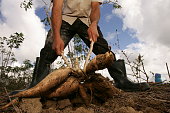 cassava harvest in southern bahia
