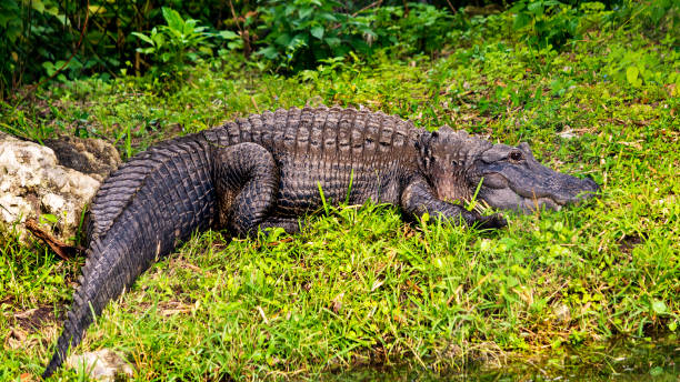 istock American alligator in the Florida Everglades 1358990559