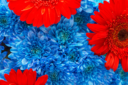 Blue chrysanthemum and red gerbers close-up