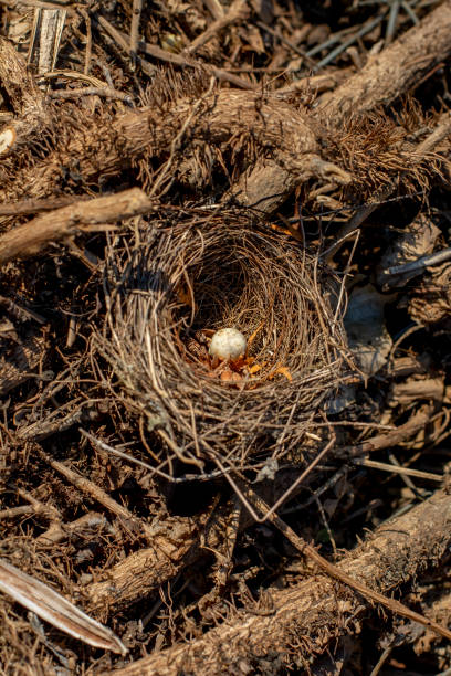 istock Bird nest with single egg entangled to Common ivy (Hedera helix) branches. Selective focus. 1358991009