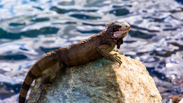 istock iguana on the rocks in St. Thomas, USVI 1358991896