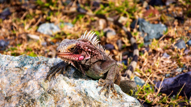 istock iguana on the rocks in St. Thomas, USVI 1358992021
