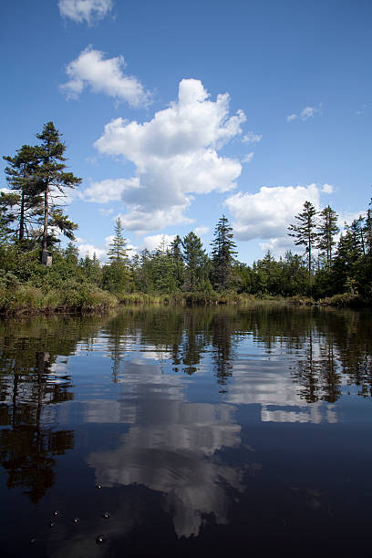 istock landscape in south bog 135899242