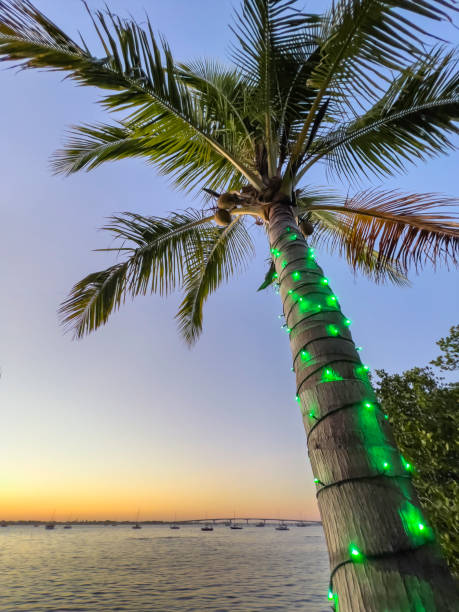 istock Palm tree with holiday lights by coastal bay 1358993723