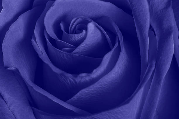 beautiful Purple Very Peri rose, close up stock photo