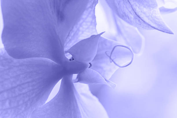 A tender purple Very Peri orchid. Close up. Selective focus. stock photo