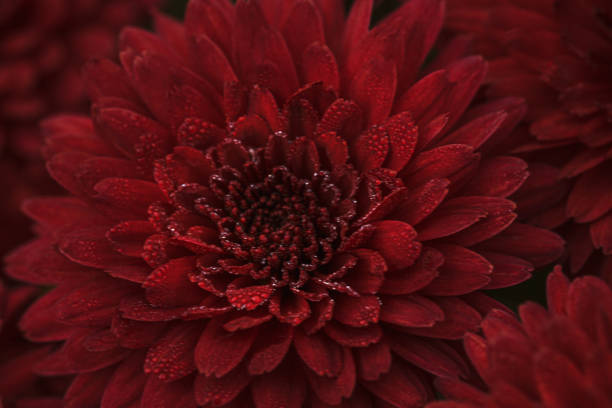 defocused red dahlia petals with drops of dew macro, floral abstract background. Close up of flower dahlia for background, Soft focus stock photo