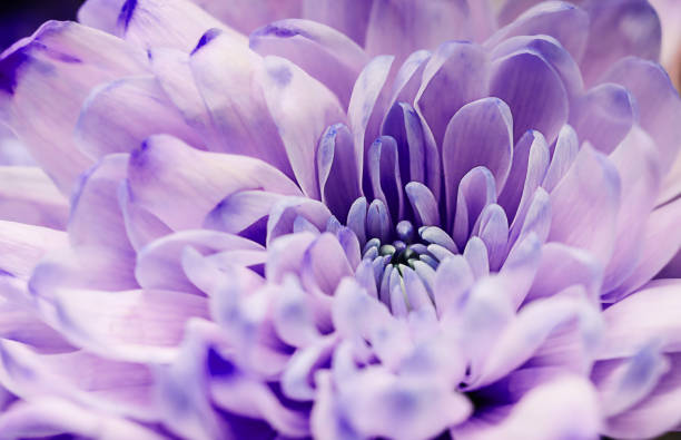 Defocused pastel, lilac dahlia petals macro, floral abstract background. Close up of flower dahlia for background, Soft focus stock photo