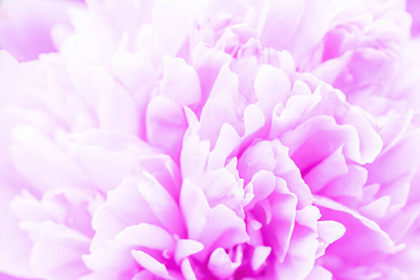 Defocused pastel, pink dahlia petals macro, floral abstract background. Close up of flower dahlia for background, Soft focus, stock photo